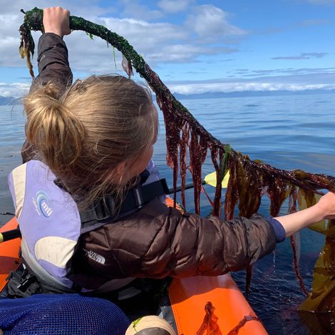 Alaska Coastal Seaweed