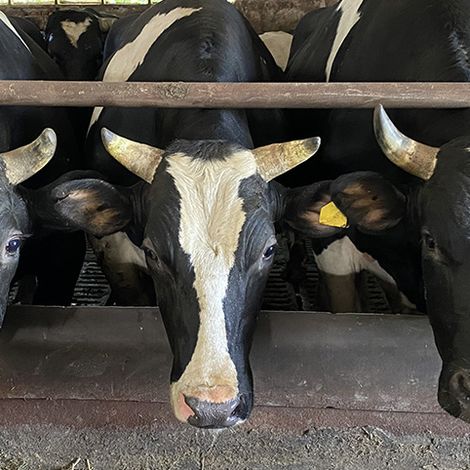 JSC Agrofirma Mtsenskaya