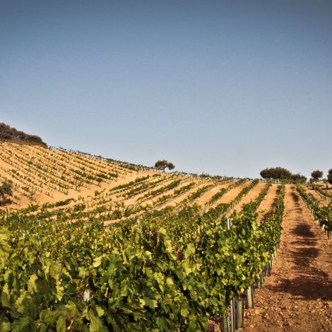 Bodega Nino de la Salina