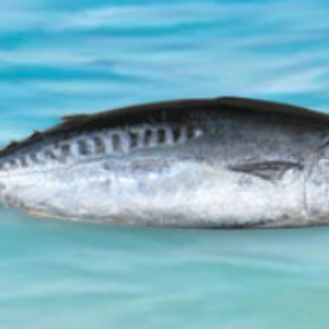 bullet tuna