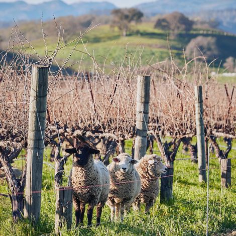 Honig Vineyard & Winery