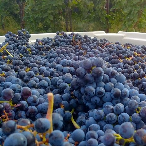 Eternal Wines & Drink Washington State