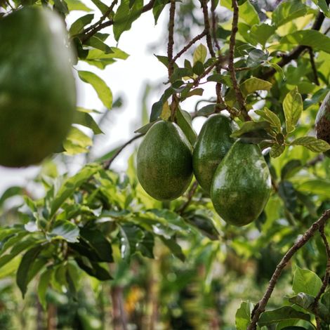 Aguacate