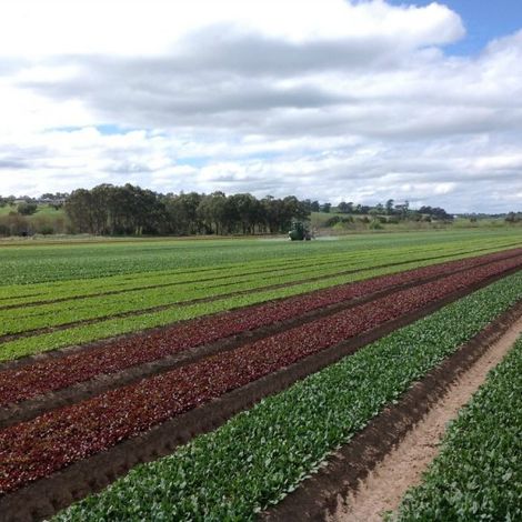 Bulmer Farms