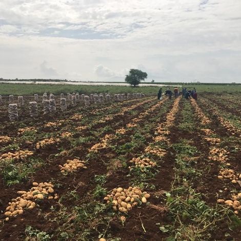 Ucler Tarim - Potato Field