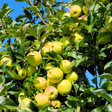 Apple Tree