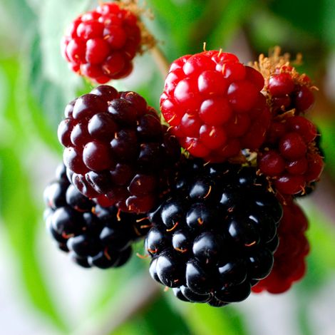 Green Valley Berries