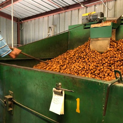 Sacramento Valley Walnut Growers - Production