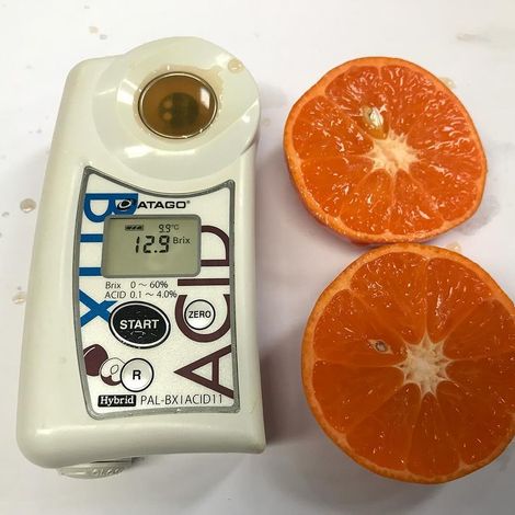 Premium mandarin