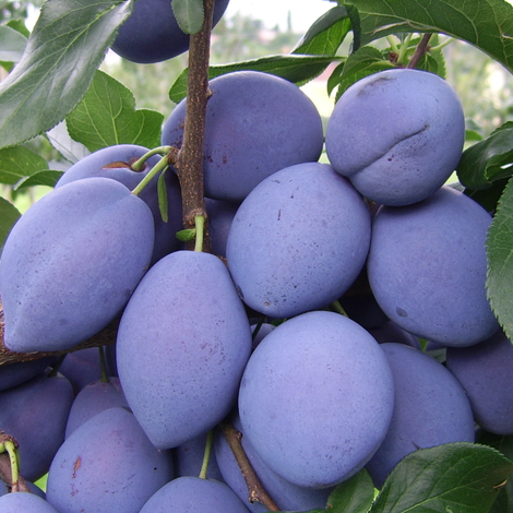 Screenshot 2023-02-14 at 7.54.31 AM.png