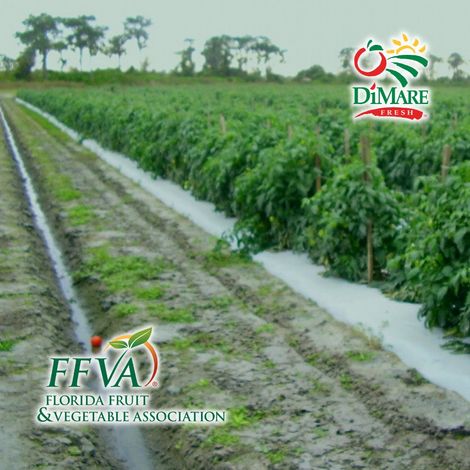 DiMare Indio - Plantation