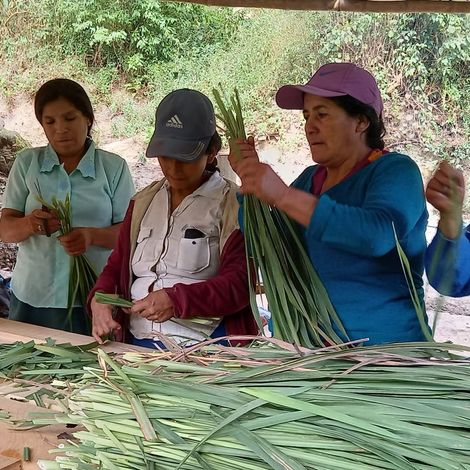 Asoc De Prod De Mango Del Valle Alto Piura