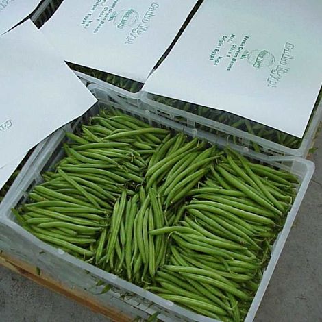 Production