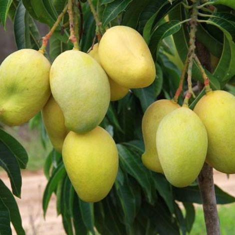 Fresh Mango on the tree