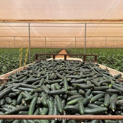Cucumber
