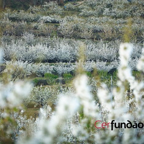 Cerfundão - Plantation