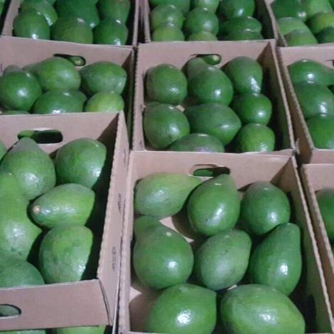 Elohim Exporters Limited