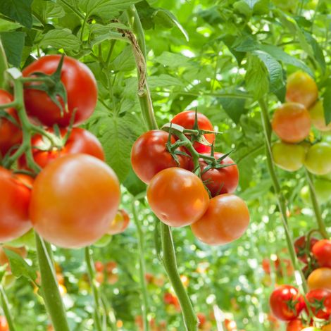 Agrico Agriculture Developement