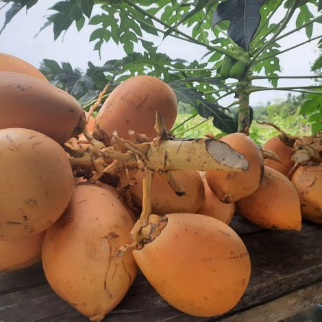 King Coconut