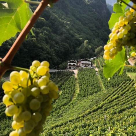 Nalserbacherkeller - Vineyard