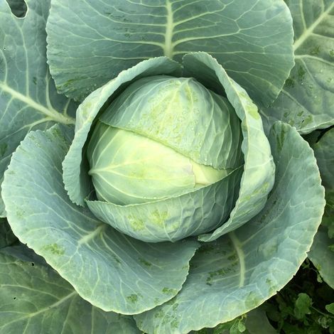 Farmhand Organics, LLC