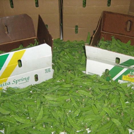 Verdufrut Guatemala