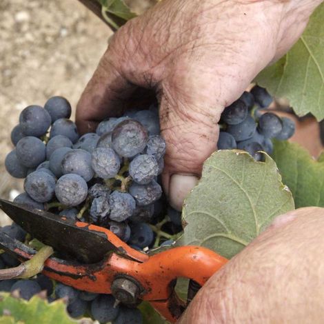 Bodegas Faelo