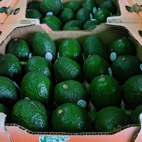 Top Quality Mexican Avocado