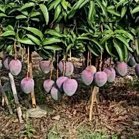Prima Fruta Del Peru S.A.C. - Product