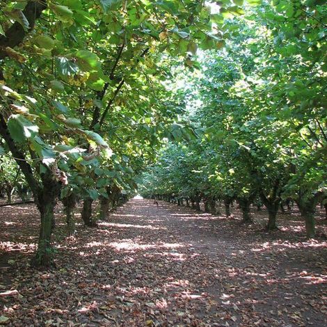 Ferme De La Grande Vove - Hazelnut Trees