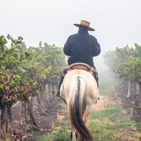 Horsepower Vineyards