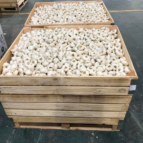 American Garlic Products S.A.