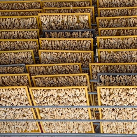 Ginseng production