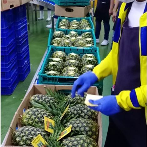 Avante Agri-Products_Pineapple_MD2/GOLD