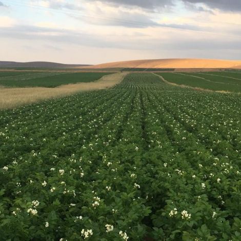 Ucler Tarim - Potato Field