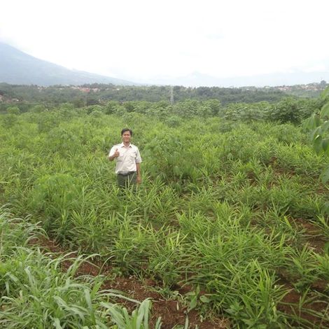 Ginger Cultivation