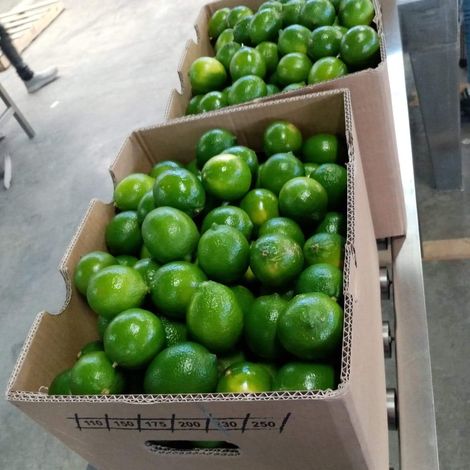 PERSIAN LIME IN 40 LIB BOXES