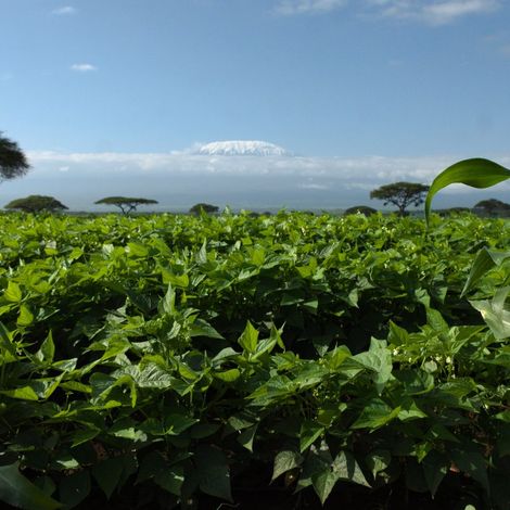 Ngong Veg Kenya Ltd