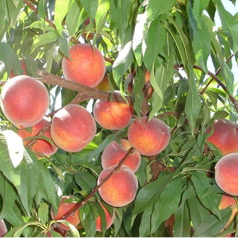 peach