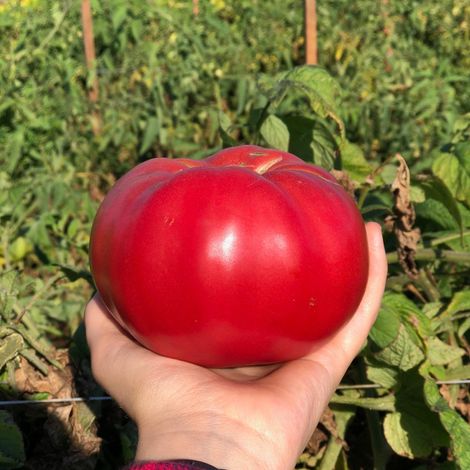 Reeves Farms, LLC