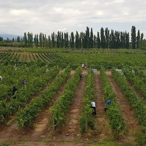 Bodega Cruzat - Vineyard