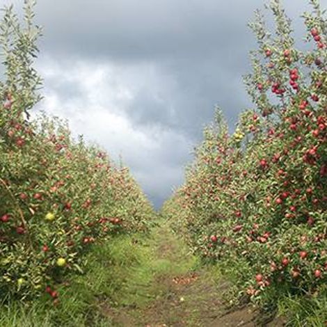Ceres Fruit Growers - Apples Plantation