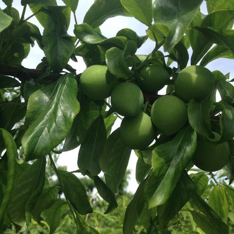 The Flavor Tree Fruit Company, LLC