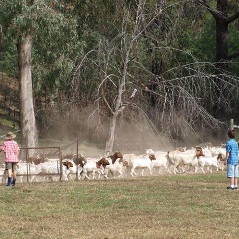 Myrrhee Pty Ltd - Goats