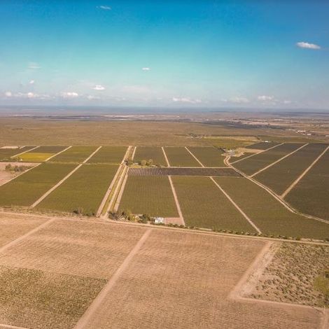 Antonio Mas Wines - Vineyard