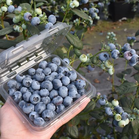 Sun Belle Inc. - Blueberries