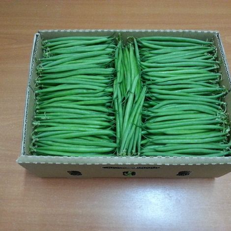 Mula export limited_ Xtra fine beans