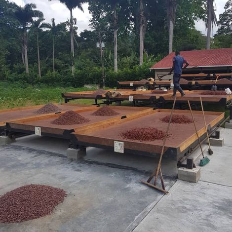 FINE COCOA AROMATIC BEANS FERMENT TYPE F1 PREMIUN