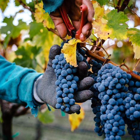 Coquerel Wines_Wines_Harvest