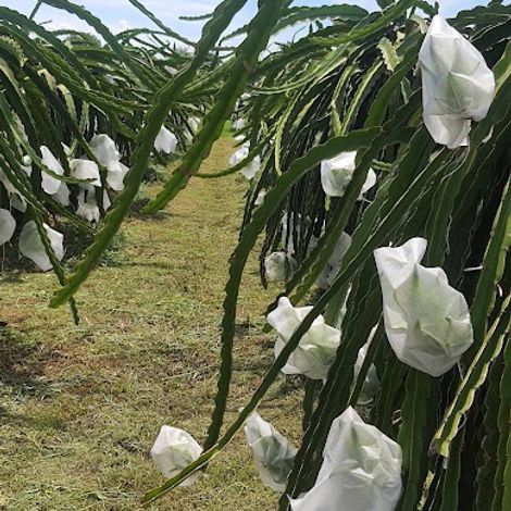 Dragon fruit with cover bag to prevent fruit fly and disease spreading